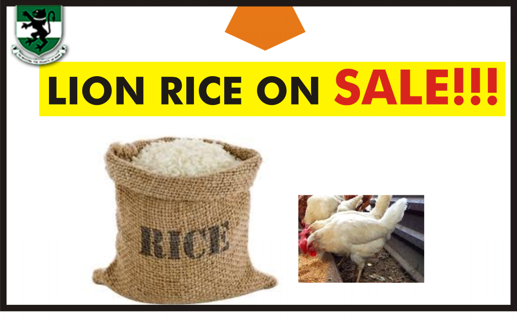 Lion Rice! Lion Rice!! Lion Rice!!!