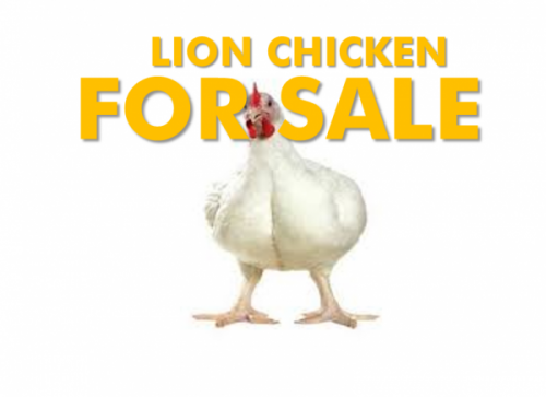 Read more about the article Live Weight Healthy Lion Chicken